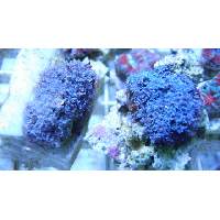 SnowFlake blue anthelias polyps Click to view larger image'