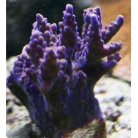 Purple Bonsai Acropora Click to view larger image'