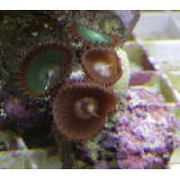 Protopalythoa Button Polyps Click to view larger image'