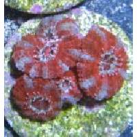 RAINBOW SORBET ACAN Click to view larger image'