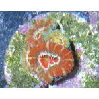 FRUIT PUNCH ACAN Click to view larger image'