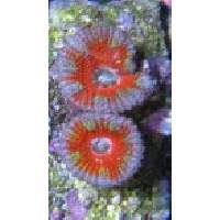 STARBURST ACAN Click to view larger image'