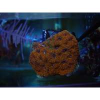 flamethrower Acan echinata Click to view larger image'