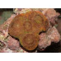 orange crush acan Click to view larger image'