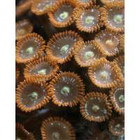 starburst zoanthid Click to view larger image'