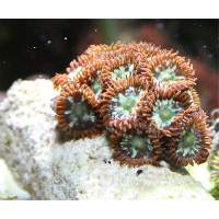 camo starburst zoas Click to view larger image'