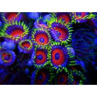 Eagle Eye Zoanthids Click to view larger image'