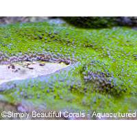 Rainbow Montipora Click to view larger image'