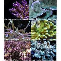 SPS Frag Pack Click to view larger image'