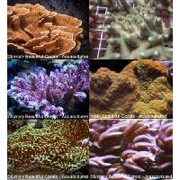 SPS Frag Pack Click to view larger image'