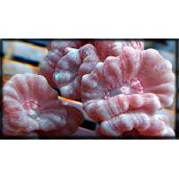 CandyCane Frags Click to view larger image'