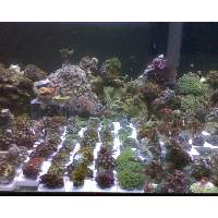 All types of zoanthids Click to view larger image'