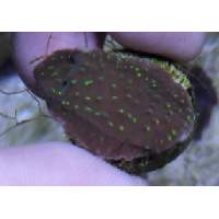 Green monti with yellow polyps Click to view larger image'