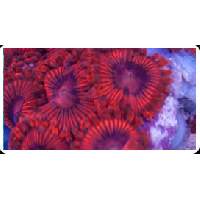 Zoanthids Click to view larger image'
