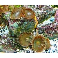 Sun Zoanthids palythoa Click to view larger image'